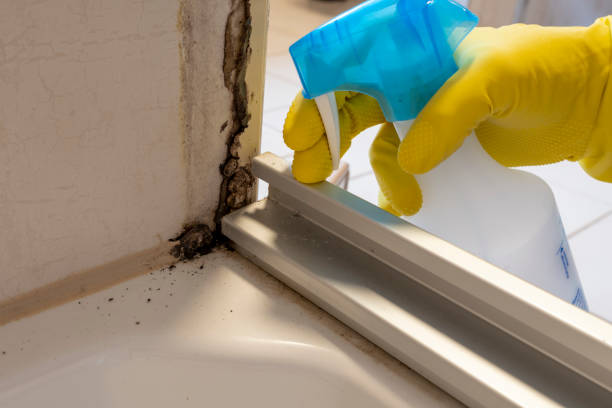Best Basement Mold Remediation in Cleveland, GA