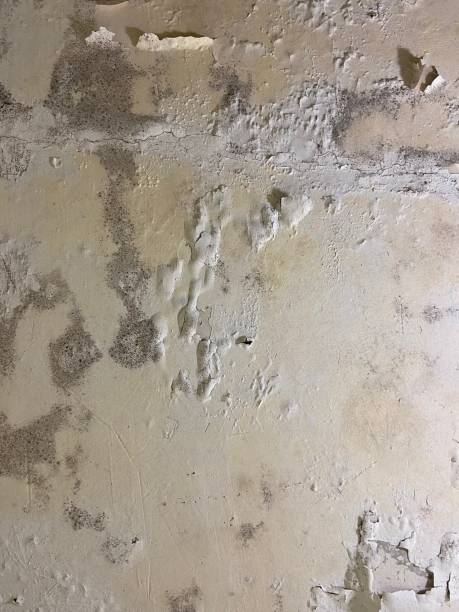 Best Insurance-Related Mold Remediation in Cleveland, GA