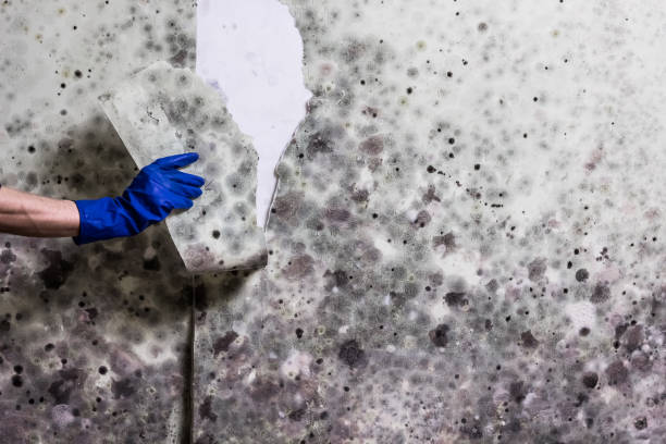 Best Emergency Mold Remediation in Cleveland, GA